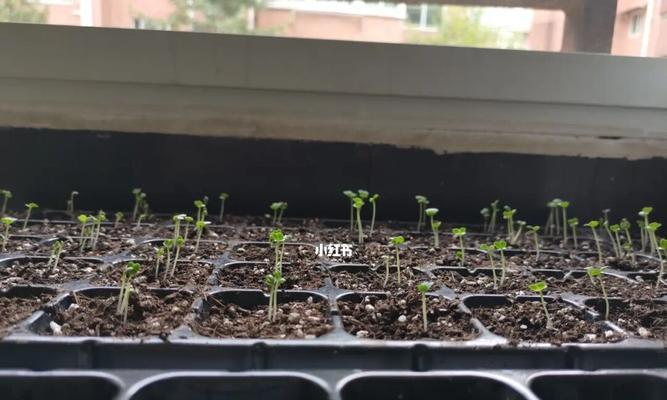 鸡毛菜徒长怎么办（鸡毛菜）