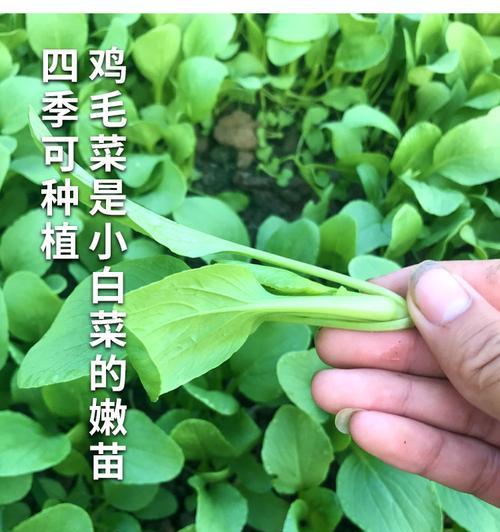 探究鸡毛菜的种子来源（从野外到菜园）