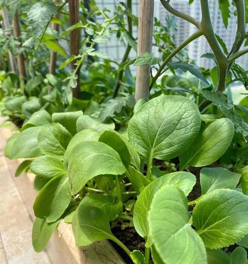 如何种植鸡毛菜（从选种到收获的全过程）