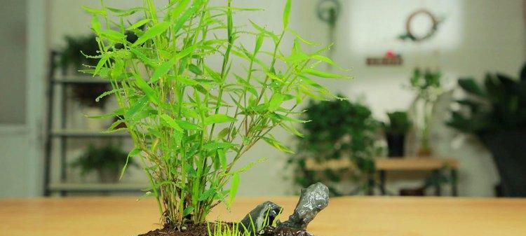 姬翠竹的生长技巧（从选种到繁殖）