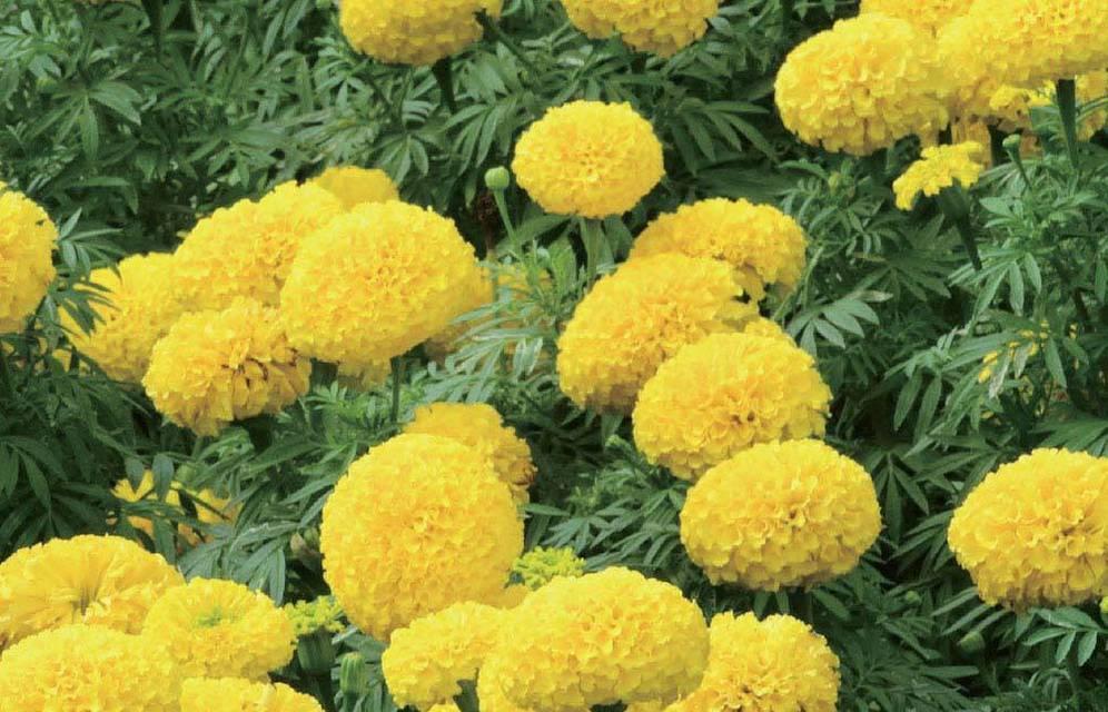 廉洁之花（探寻廉洁品格的自然象征）