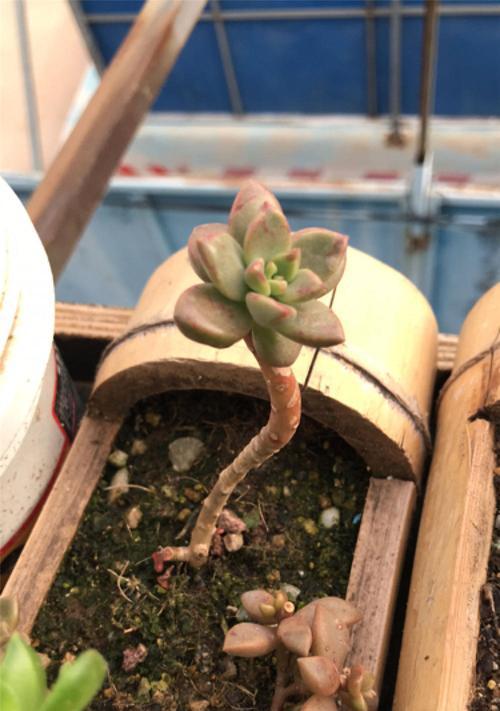 解决姬月季不开花的问题（从肥料到修剪）