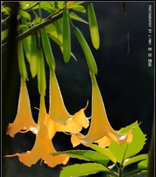 花香神秘世界（探索优雅与神秘之美）
