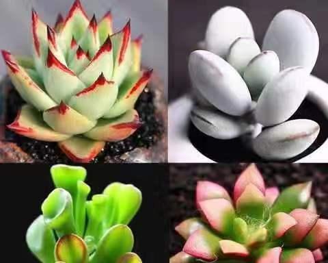 养吉娃娃，深盆还是浅盆（挑选合适的花盆）