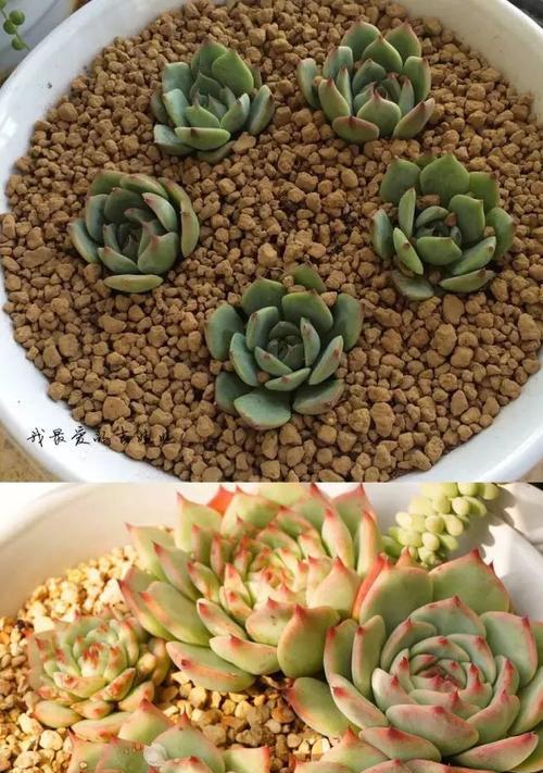 如何修根吉娃娃（掌握这些技巧）