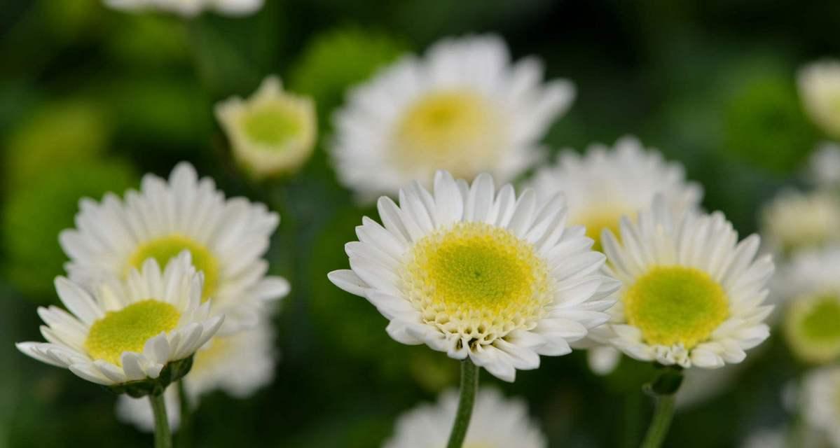 多头菊的花语及其意义解读（美丽多头菊的花语寓意及传递的情感）