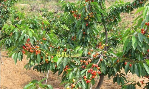 在家种植车厘子树的全攻略（如何在家种植车厘子树）