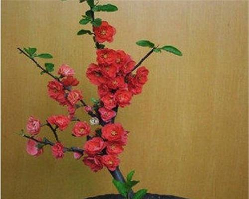 如何在家种植美丽的海棠花（掌握方法）