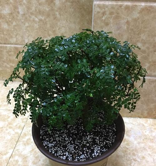 在家中种植胡椒木的全过程（如何种植和养护胡椒木）