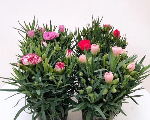 家里种康乃馨不难(从花盆选择到生长管理) 家里种康乃馨不难(从花盆选择到生长管理)