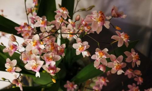 梦香兰开花了怎么办（一步步教你如何正确护理梦香兰）