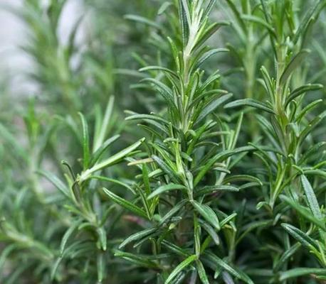 迷迭香的地栽方法和技巧（种植迷迭香不再难）
