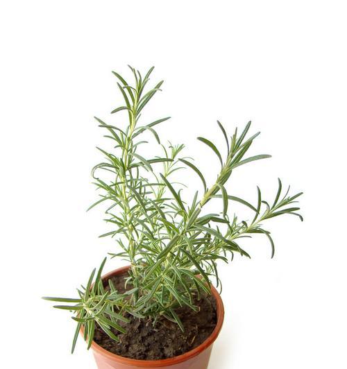 如何正确施用迷迭香肥料（迷迭香肥料的选择）