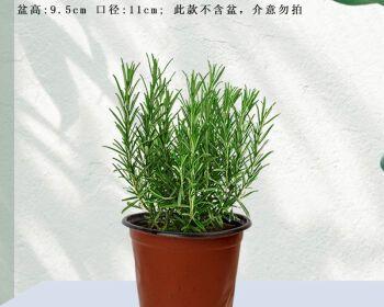 迷迭香种植（如何选择适合迷迭香生长的盆）