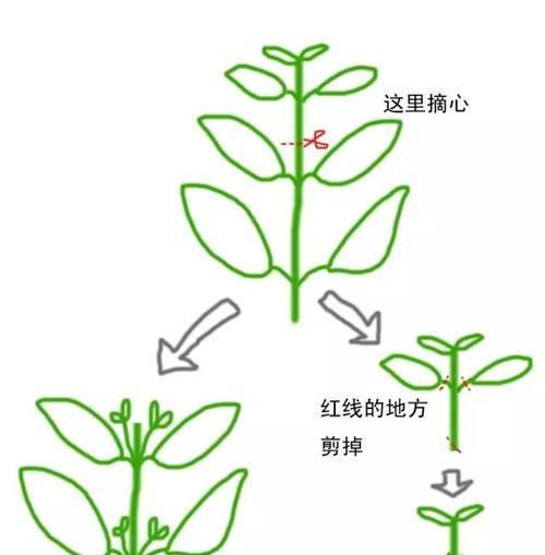 迷迭香叶子干枯原因及补救方法（为什么迷迭香叶子会干枯）