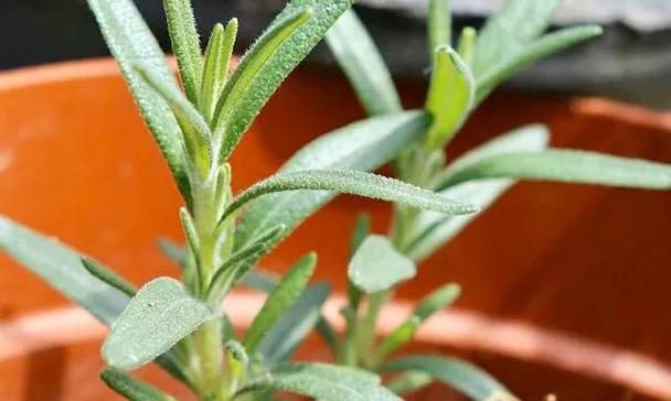 浇水技巧大揭秘！——正确浇水方法让你的迷迭香更加茂盛