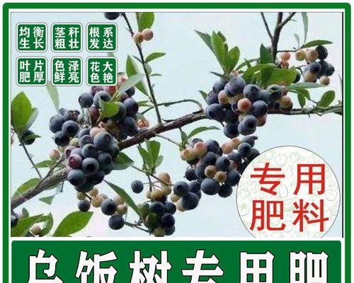 米饭能否成为优质肥料（探寻米饭肥料化的可能性与局限性）
