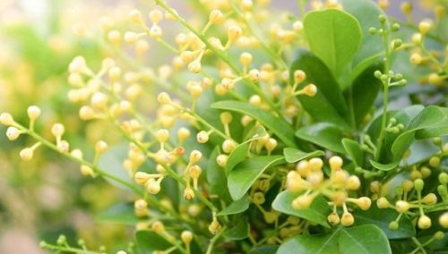 米兰花期|梦幻花海：米兰花期最全攻略|花期
