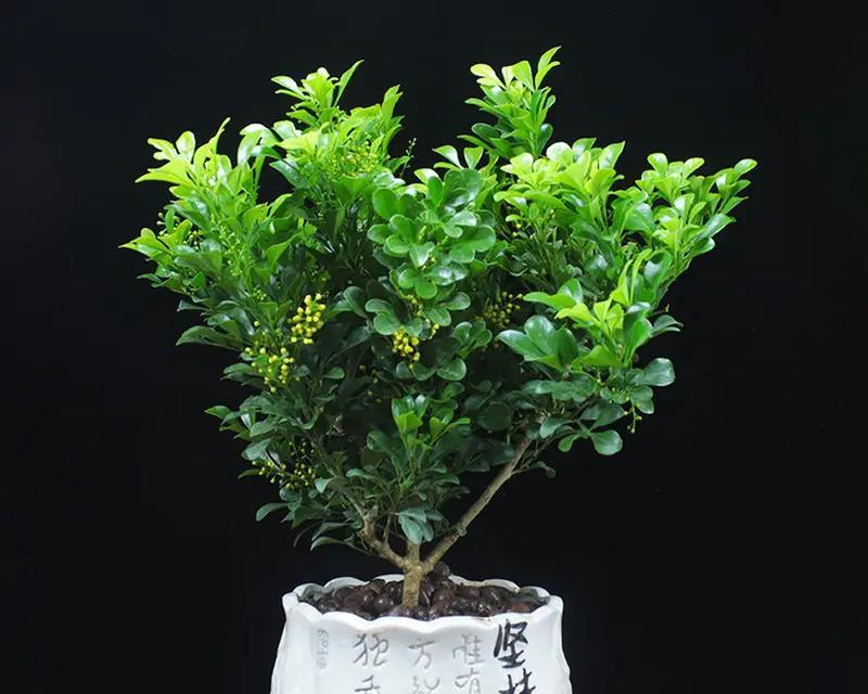 盆栽米兰的养殖方法与注意事项（打造健康美丽的盆栽米兰）