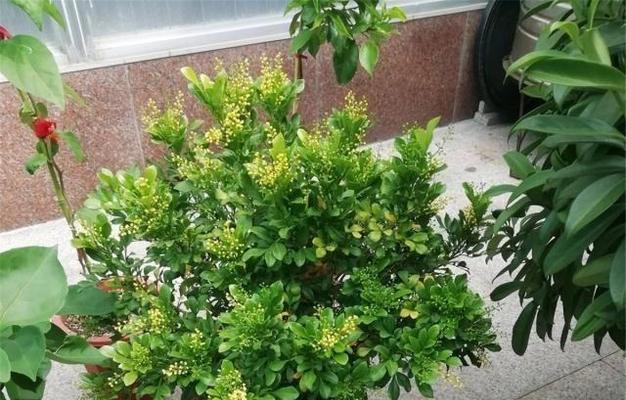 米兰如何浇水（多久浇一次水最好）