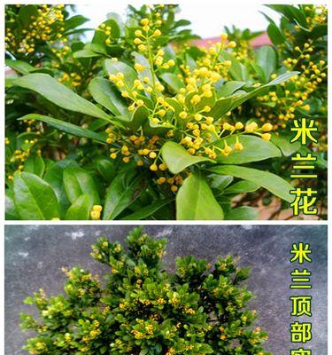 如何正确地为米兰花进行换盆