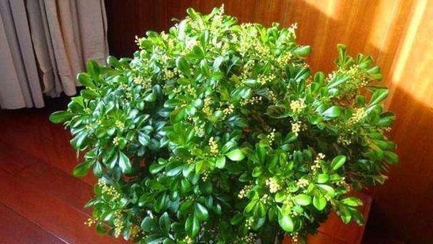 米兰花的土壤需求与种植技巧（打造适合米兰花的土壤）