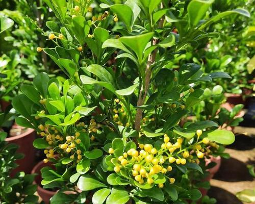米兰花的开花周期与开花时间分析（一年开几次花）