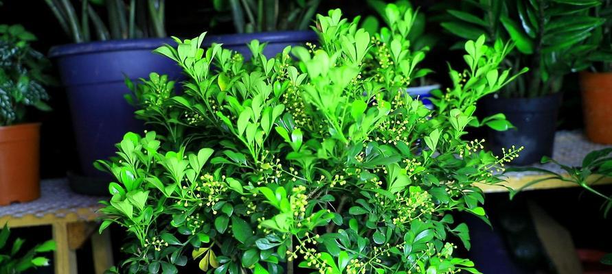 米兰花四季开花，真的吗（揭开米兰花四季开花的真相）