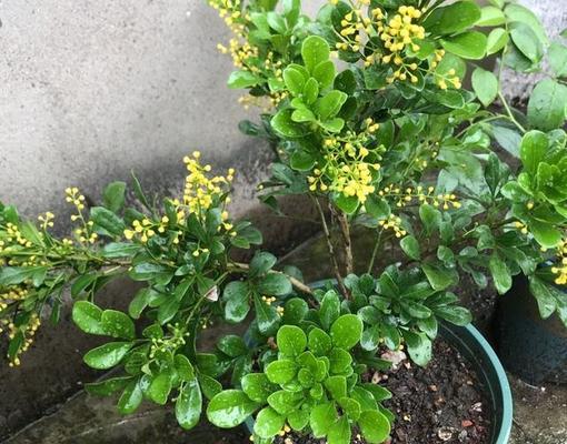 米兰花的生长习性（喜欢阳光的花卉世界明珠）