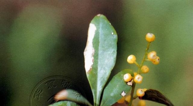 米兰花香有毒（了解米兰花香的真相）