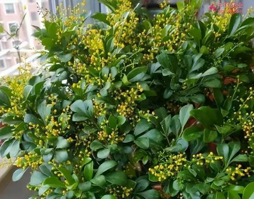 米兰花叶子卷曲的原因与处理方法（探究米兰花叶子卷曲的各种可能因素）