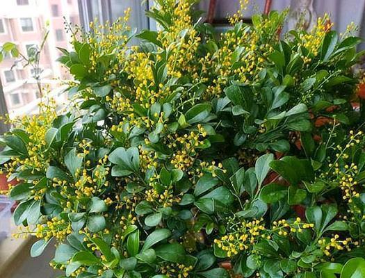 如何养好米兰花（米兰花养护指南）