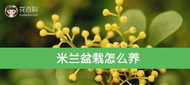 米兰换盆的时间和方法（如何科学地更换你的米兰盆）