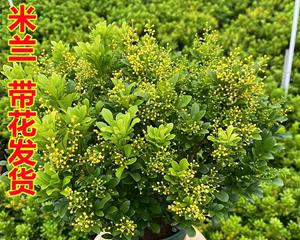 米兰开花后的管理（探讨米兰开花后的养护方法）