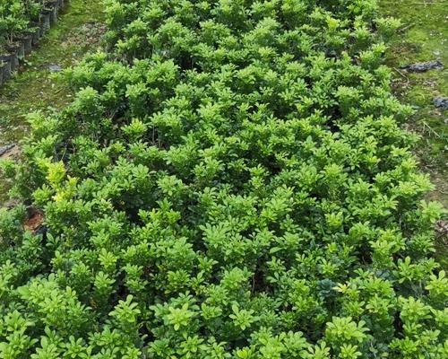 米兰的地栽方式及其适宜性分析（适合家庭种植的米兰品种推荐）