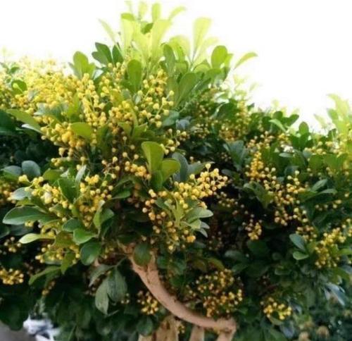 如何选择最佳肥料为你的米兰植物？