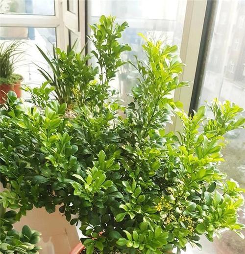 探秘米兰养花的技巧（几年开花）