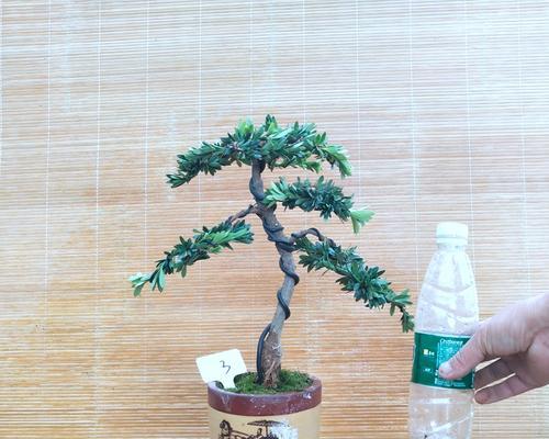 米叶罗汉松的养殖方法（让你的米叶罗汉松茁壮成长）