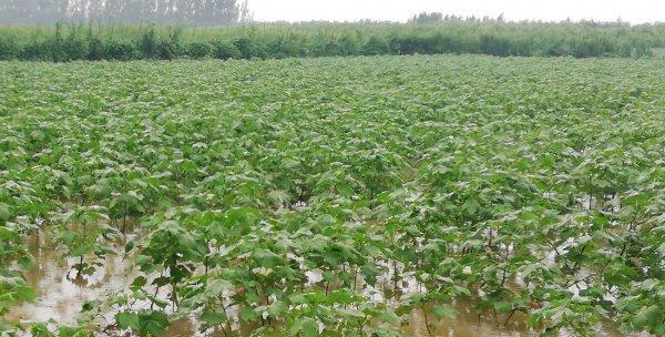 棉花收获季节剖析（探讨棉花生长周期与收获时间）