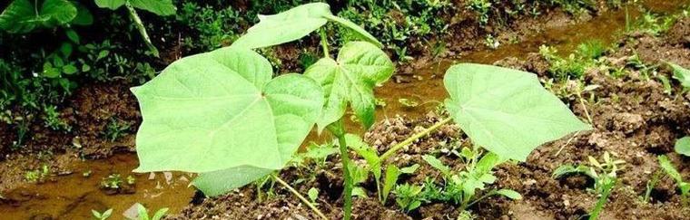 棉花苗移栽技巧（如何成功移栽棉花苗）