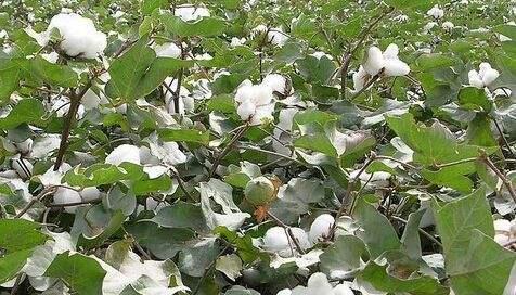 棉花种植季节选择及关键因素剖析（从气候、土壤、水源等方面考虑）