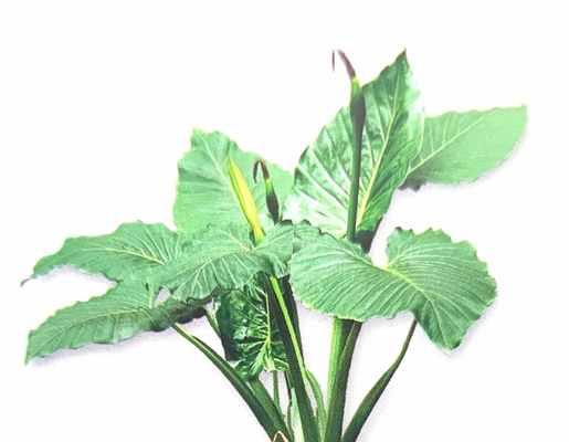 探秘棉花的植物特性（揭秘棉花的单子叶身份）