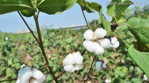 棉花的种植与开发（探究棉花作物的特性及其应用价值）