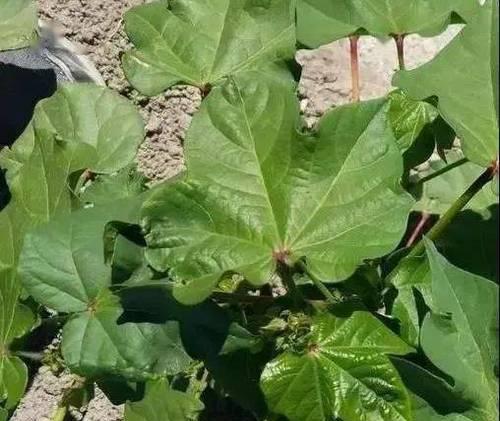 棉花叶片发黄的原因和处理方法（探究棉花叶片发黄的因素及如何应对）