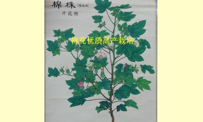 棉花叶子卷曲的原因和解决方法（分析棉花叶子卷曲的成因与措施）