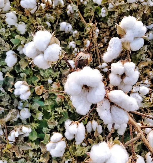 探秘棉花的原产地（揭开棉花的成长之谜）