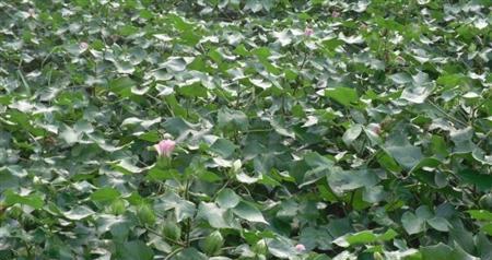棉花种植时间与生长周期的全面解读（从选地到收获）