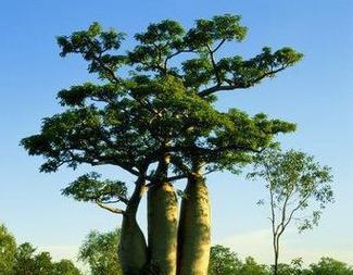 探寻面包树的生长地（面包树生长的环境和特征）