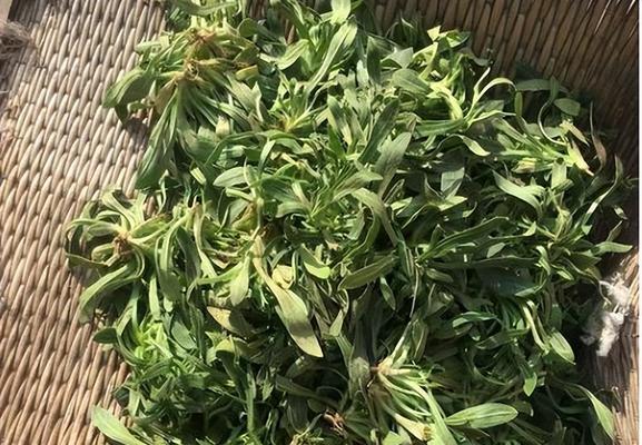 探秘面条菜的多重身份（从“擀面皮”到“炒面条”）