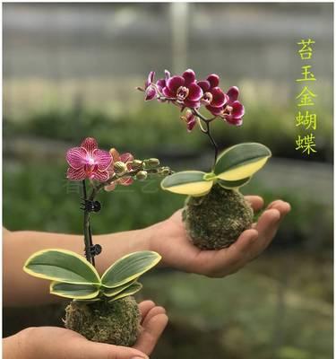 盆栽花卉的华美世界（探索名贵盆栽花卉的种类及养护技巧）